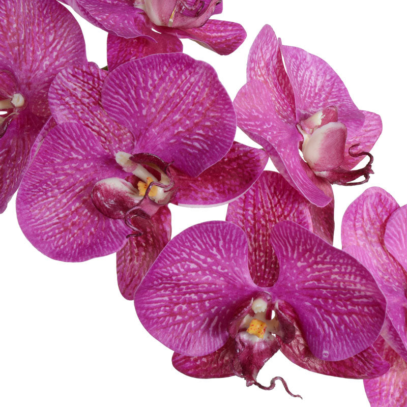 Phalaenopsis Orchid x2 in Mirror Vase