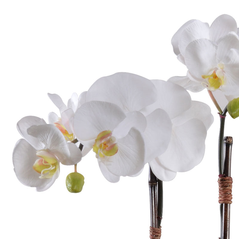 Phalaenopsis Orchid x2 in Mirror Vase