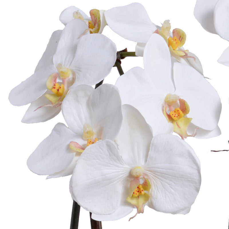 Phalaenopsis Orchid x2 in Terracotta