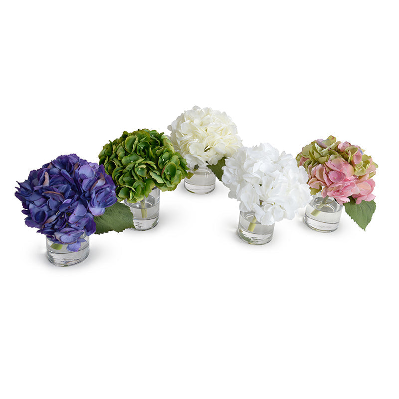 Hydrangea Cutting