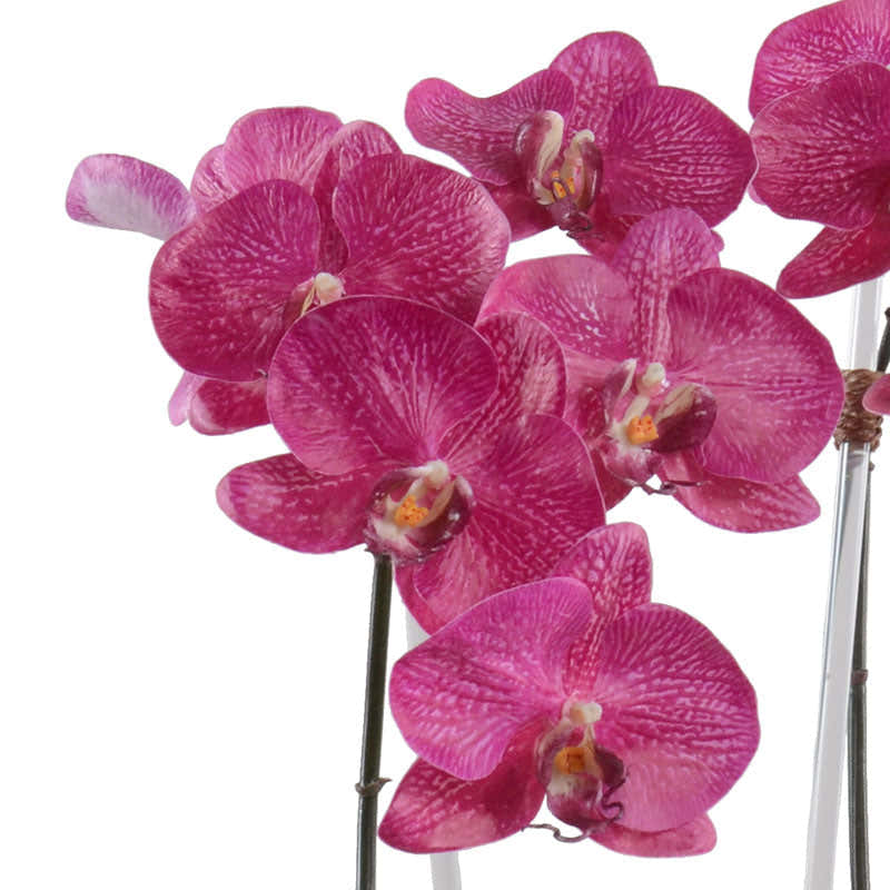 Phalaenopsis Orchid x2 in Mirror Vase
