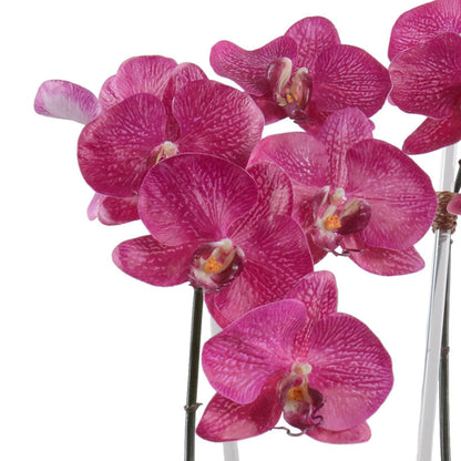 Phalaenopsis Orchid x2 in Mirror Vase