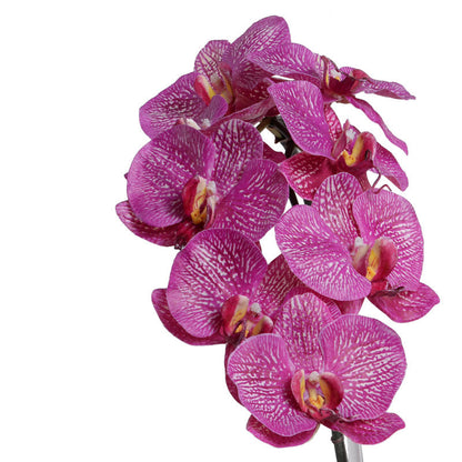 Phalaenopsis Orchid x2 in Mirror Vase