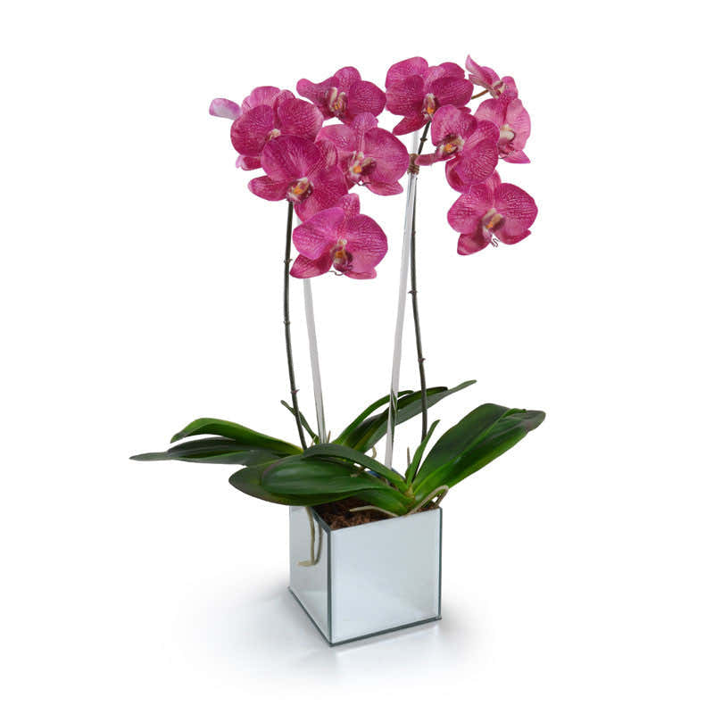 Phalaenopsis Orchid x2 in Mirror Vase