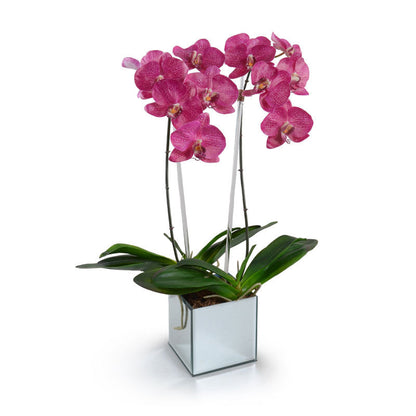 Phalaenopsis Orchid x2 in Mirror Vase