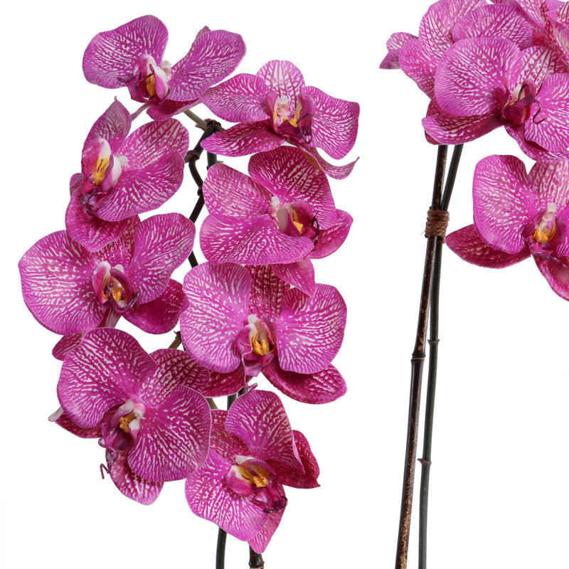 Phalaenopsis Orchid x2 in Mirror Vase
