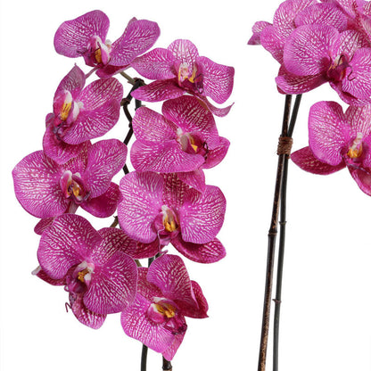 Phalaenopsis Orchid x2 in Mirror Vase