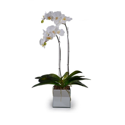 Phalaenopsis Orchid x2 in Mirror Vase