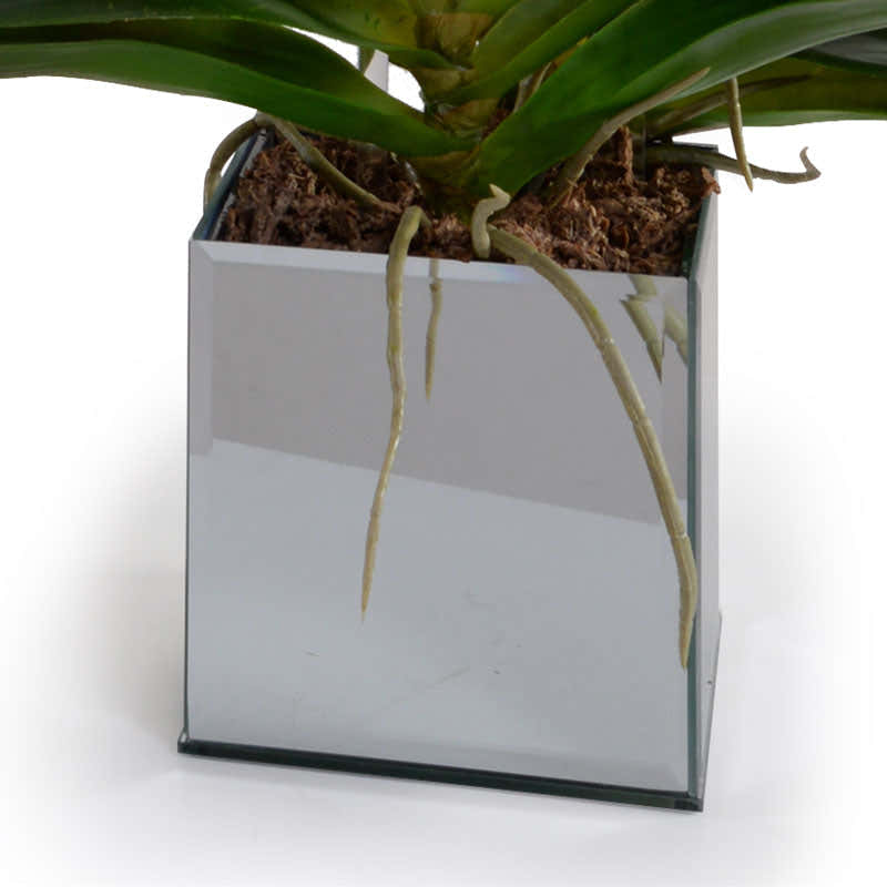 Phalaenopsis Orchid x2 in Mirror Vase