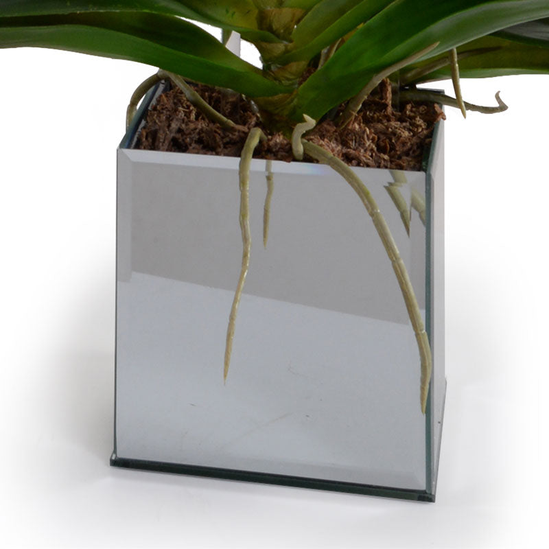 Phalaenopsis Orchid x2 in Mirror Vase