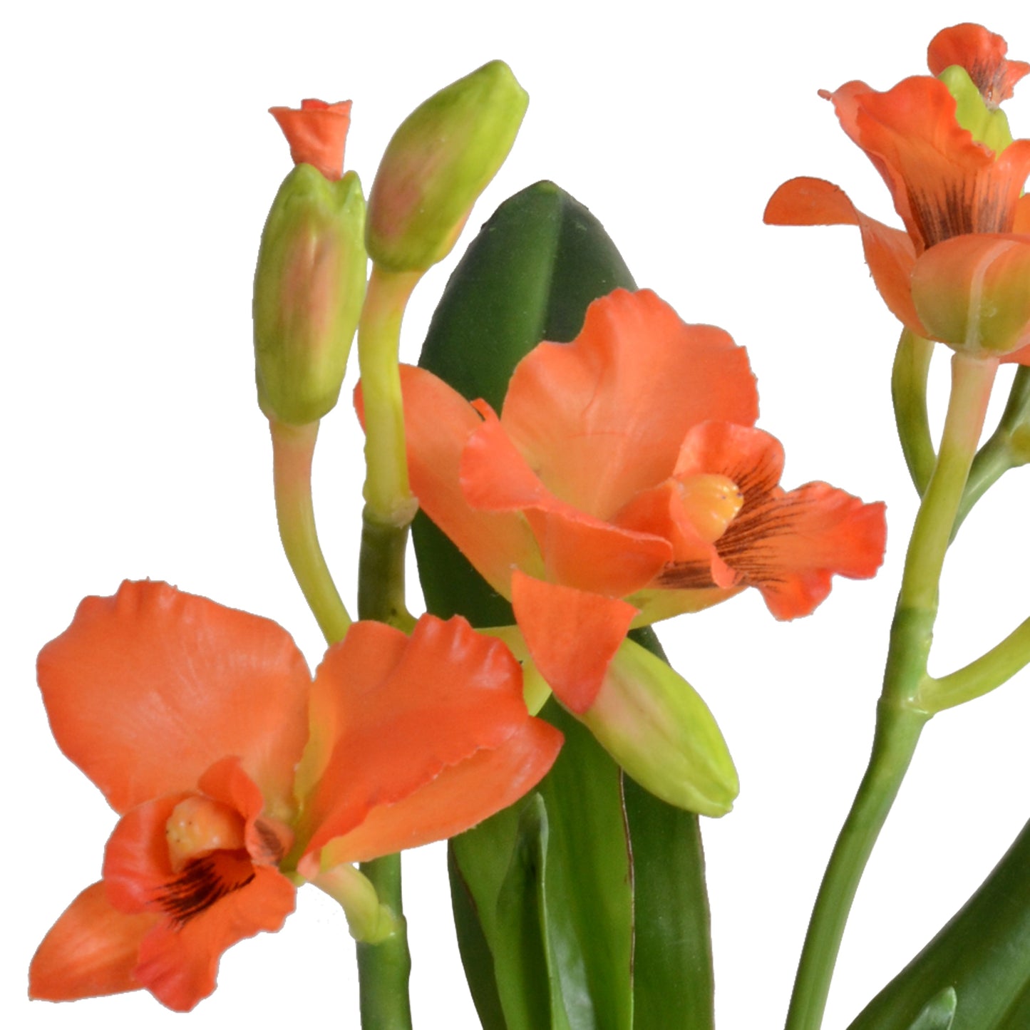 Cattleya Orchid in Mirror Vase