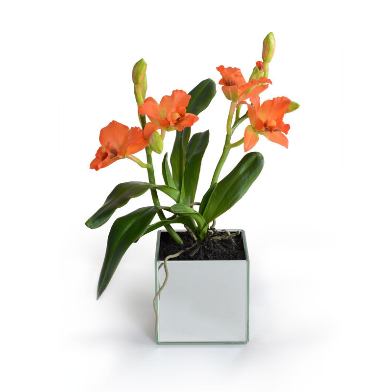 Cattleya Orchid in Mirror Vase