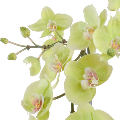 Phalaenopsis Orchid x2 - Hanging