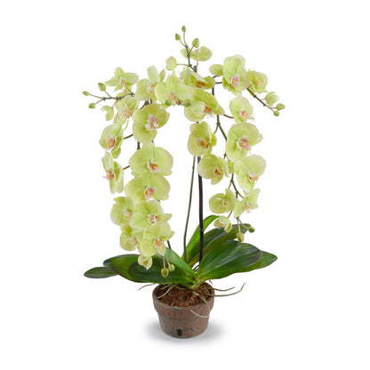Phalaenopsis Orchid x2 - Hanging