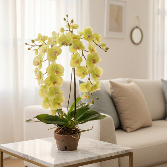 Phalaenopsis Orchid x2 - Hanging