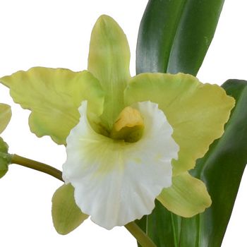 Cattleya Orchid in Terracotta
