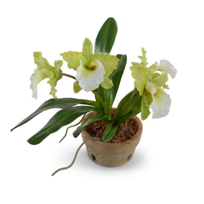 Cattleya Orchid in Terracotta