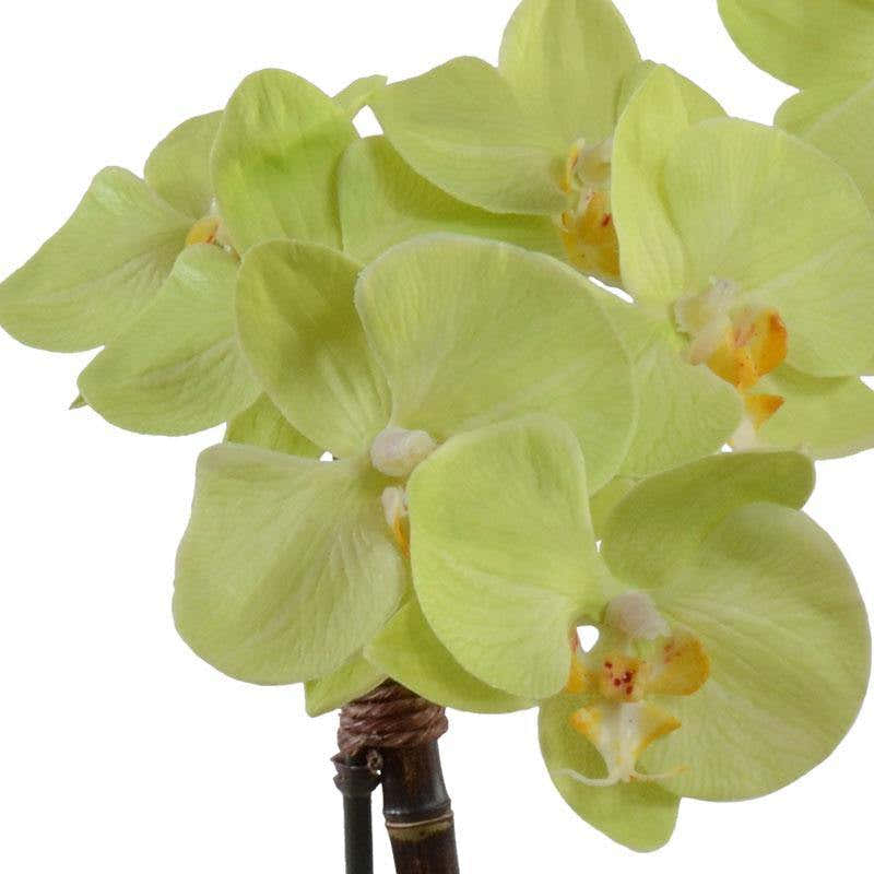 Phalaenopsis Orchid x2 in Terracotta