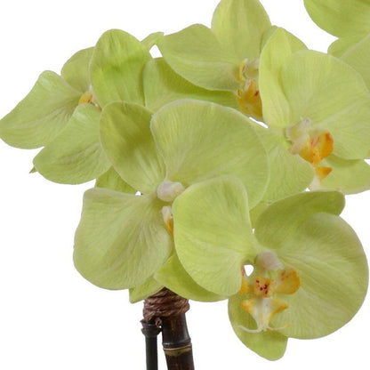 Phalaenopsis Orchid x2 in Terracotta
