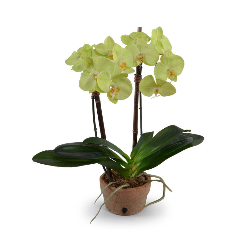 Phalaenopsis Orchid x2 in Terracotta