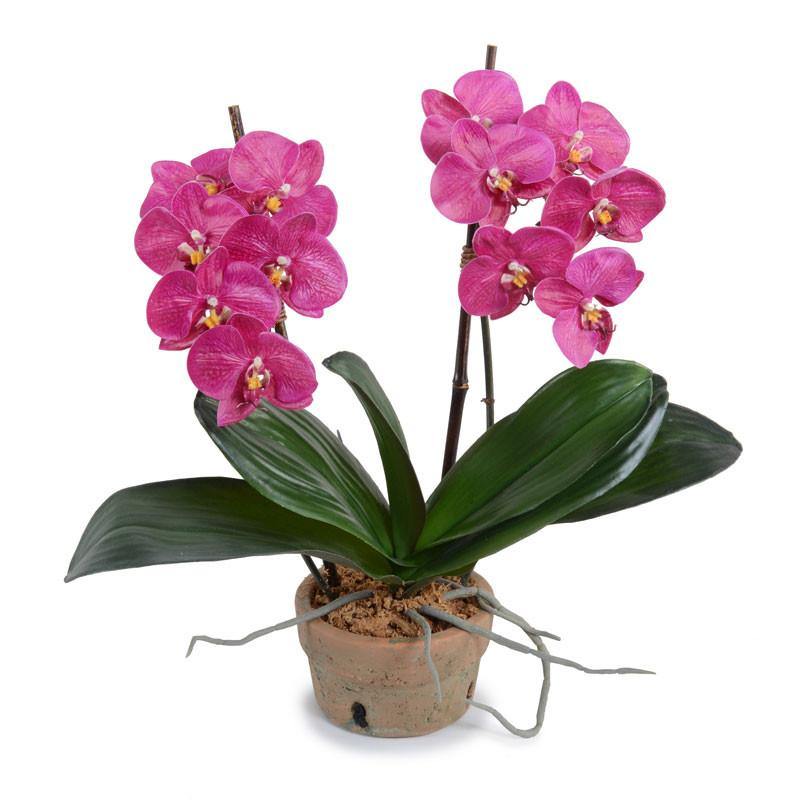 Phalaenopsis Orchid x2 in Terracotta
