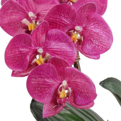 Phalaenopsis Orchid x2 in Terracotta