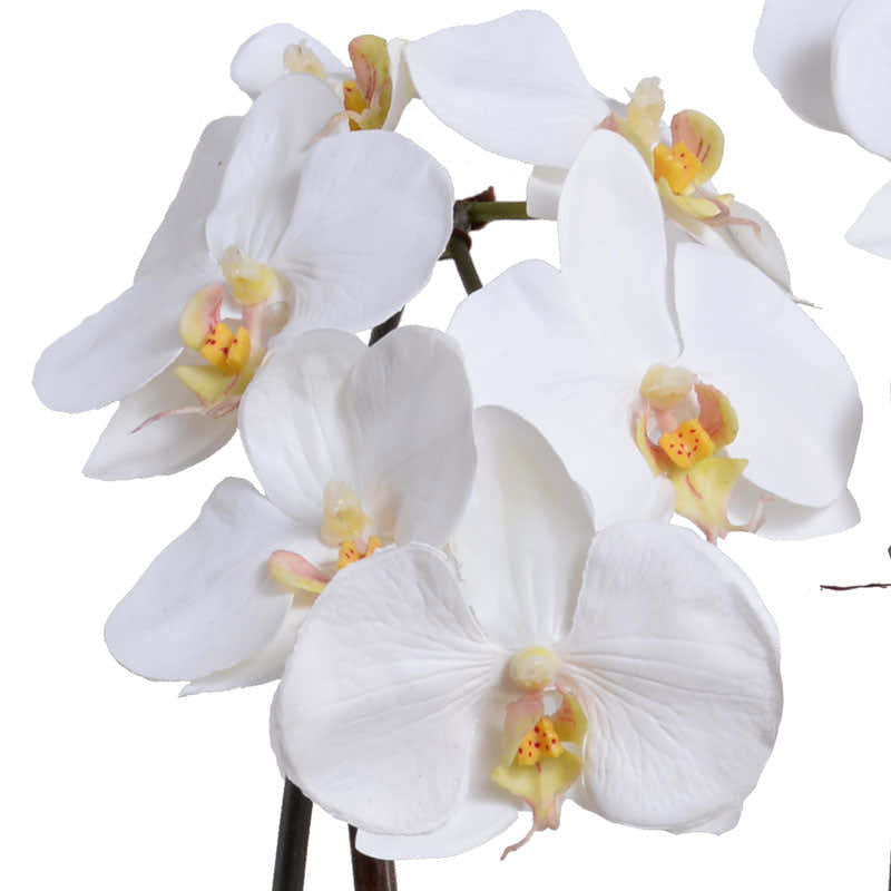 Phalaenopsis Orchid x2 in Terracotta