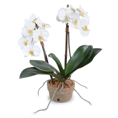Phalaenopsis Orchid x2 in Terracotta