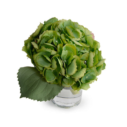 Hydrangea Cutting