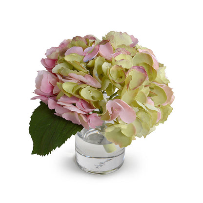 Hydrangea Cutting