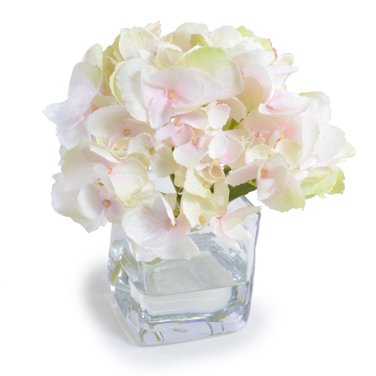 Hydrangea Cutting
