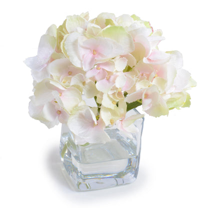 Hydrangea Cutting