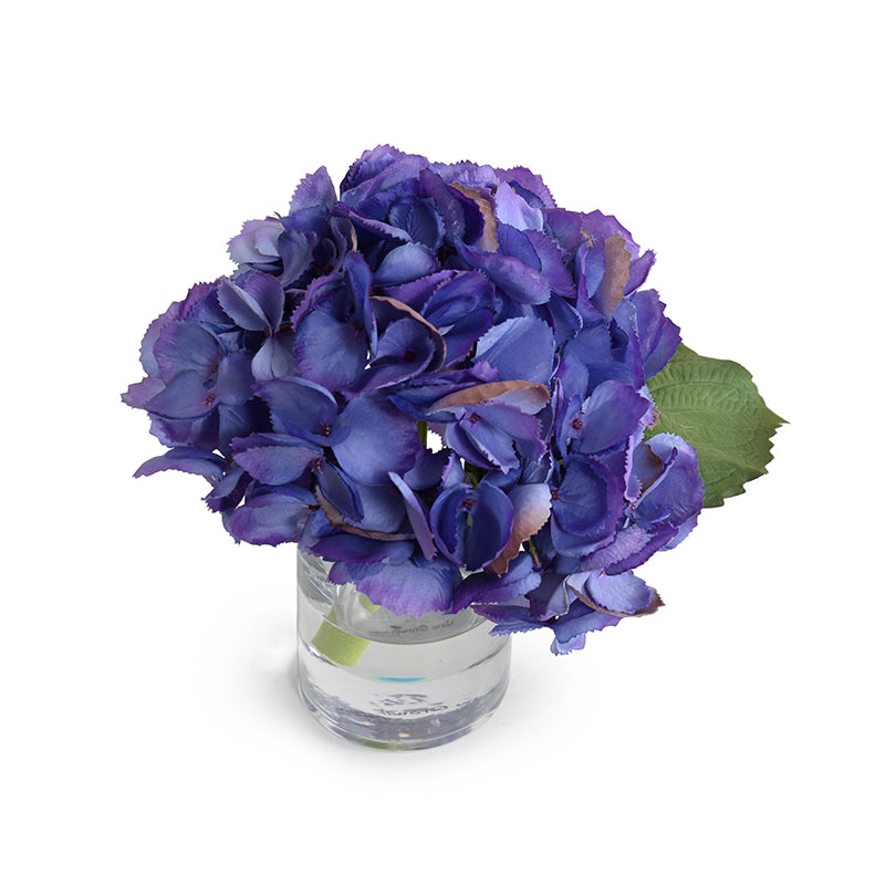 Hydrangea Cutting