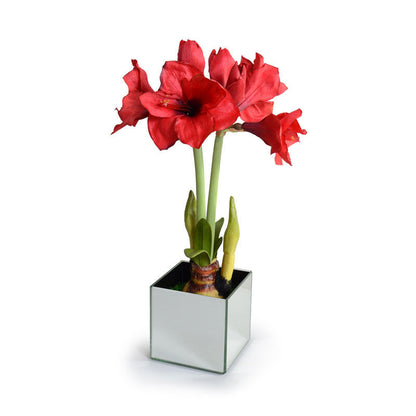 Amaryllis in Mirror Vase