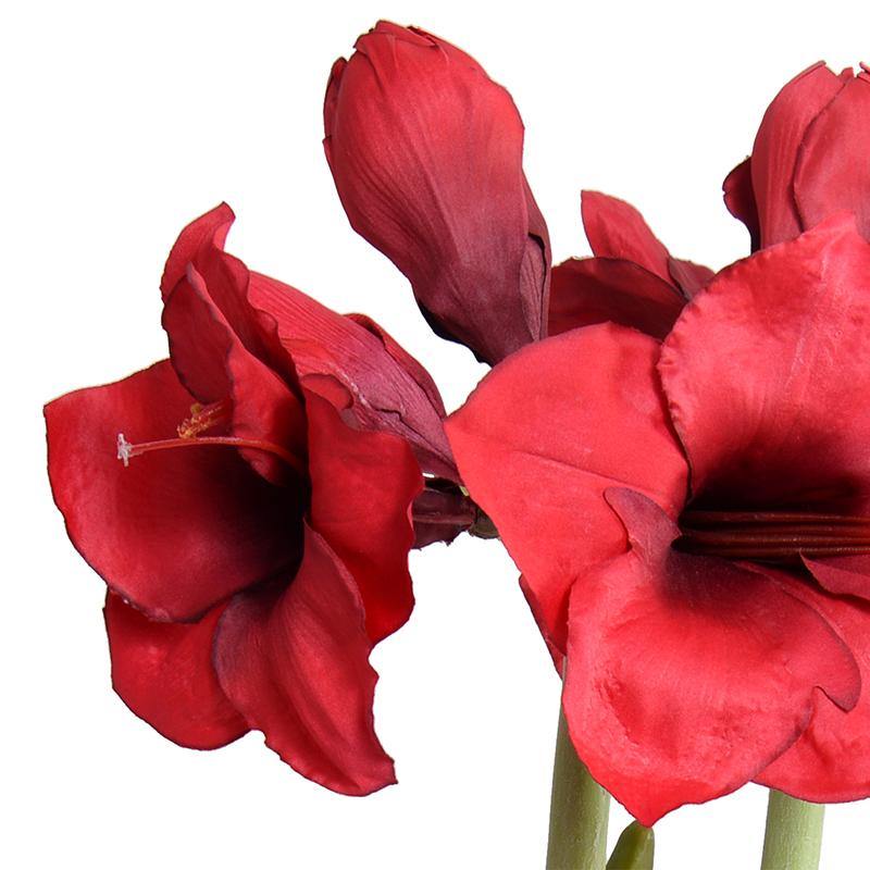 Amaryllis in Mirror Vase