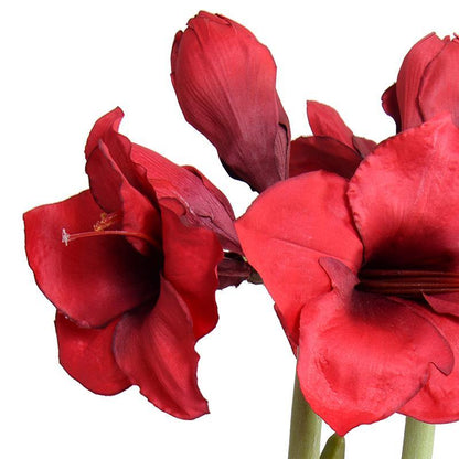 Amaryllis in Mirror Vase
