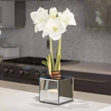 Amaryllis in Mirror Vase