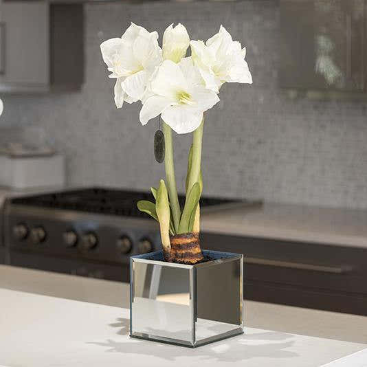Amaryllis in Mirror Vase