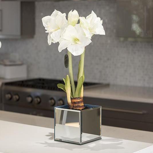 Amaryllis in Mirror Vase
