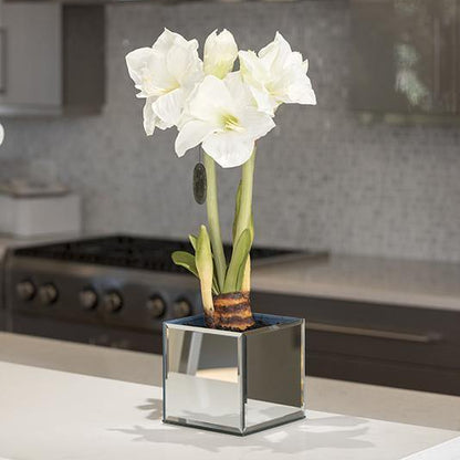 Amaryllis in Mirror Vase