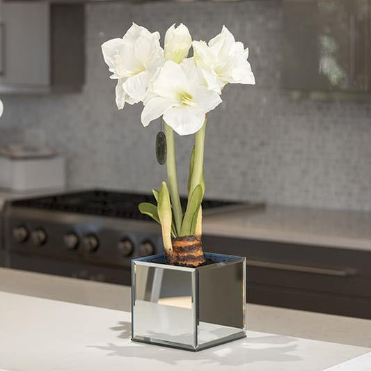 Amaryllis in Mirror Vase