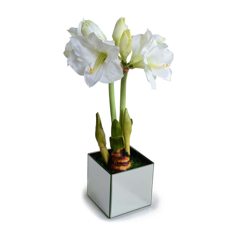 Amaryllis in Mirror Vase