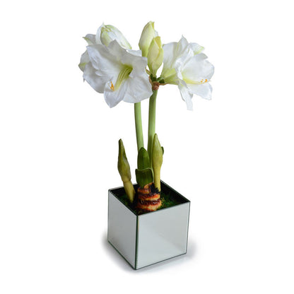 Amaryllis in Mirror Vase