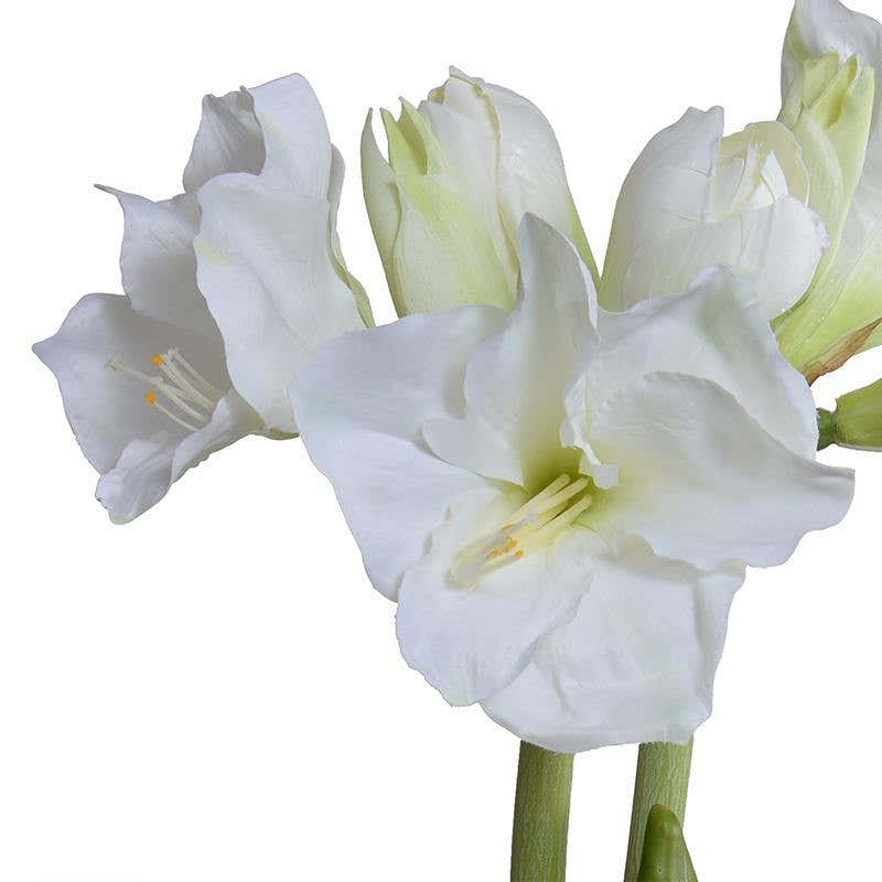Amaryllis in Mirror Vase