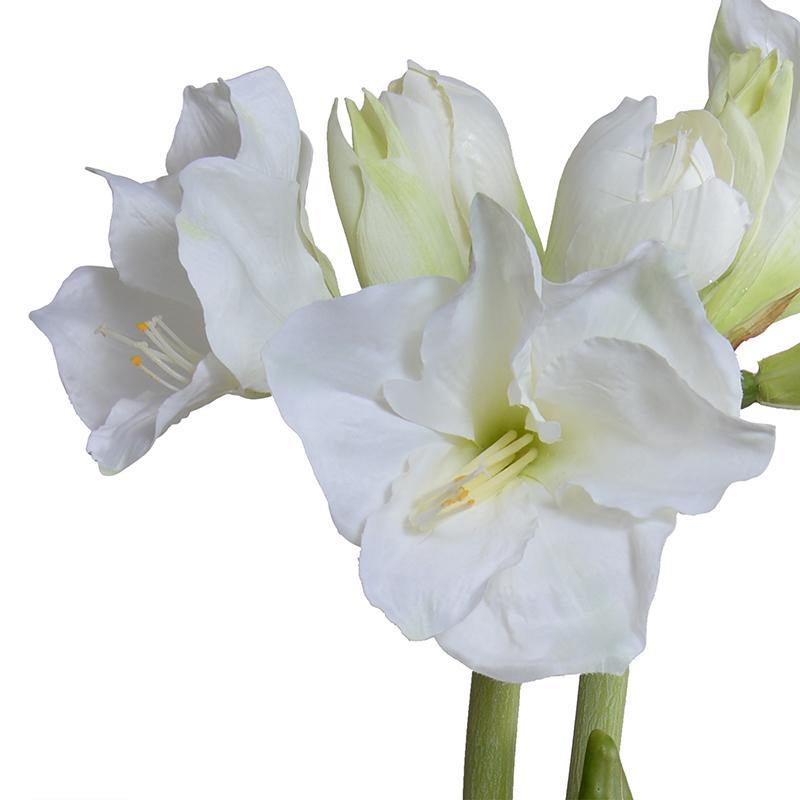 Amaryllis in Mirror Vase