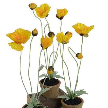 Poppy in Terracotta