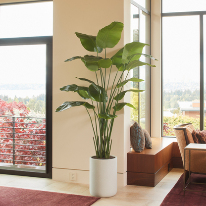Bird of Paradise Tree in Modern Gray Planter