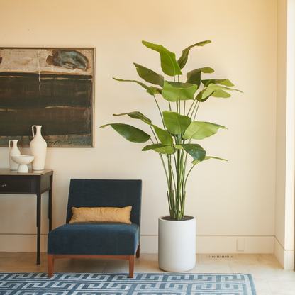 Bird of Paradise Tree in Modern Gray Planter