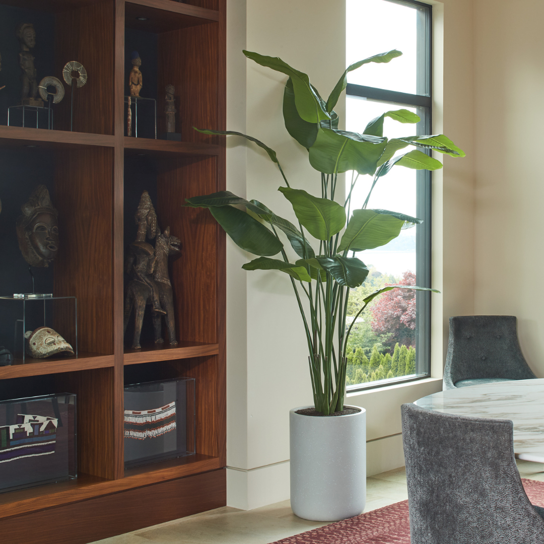 Bird of Paradise Tree in Modern Gray Planter
