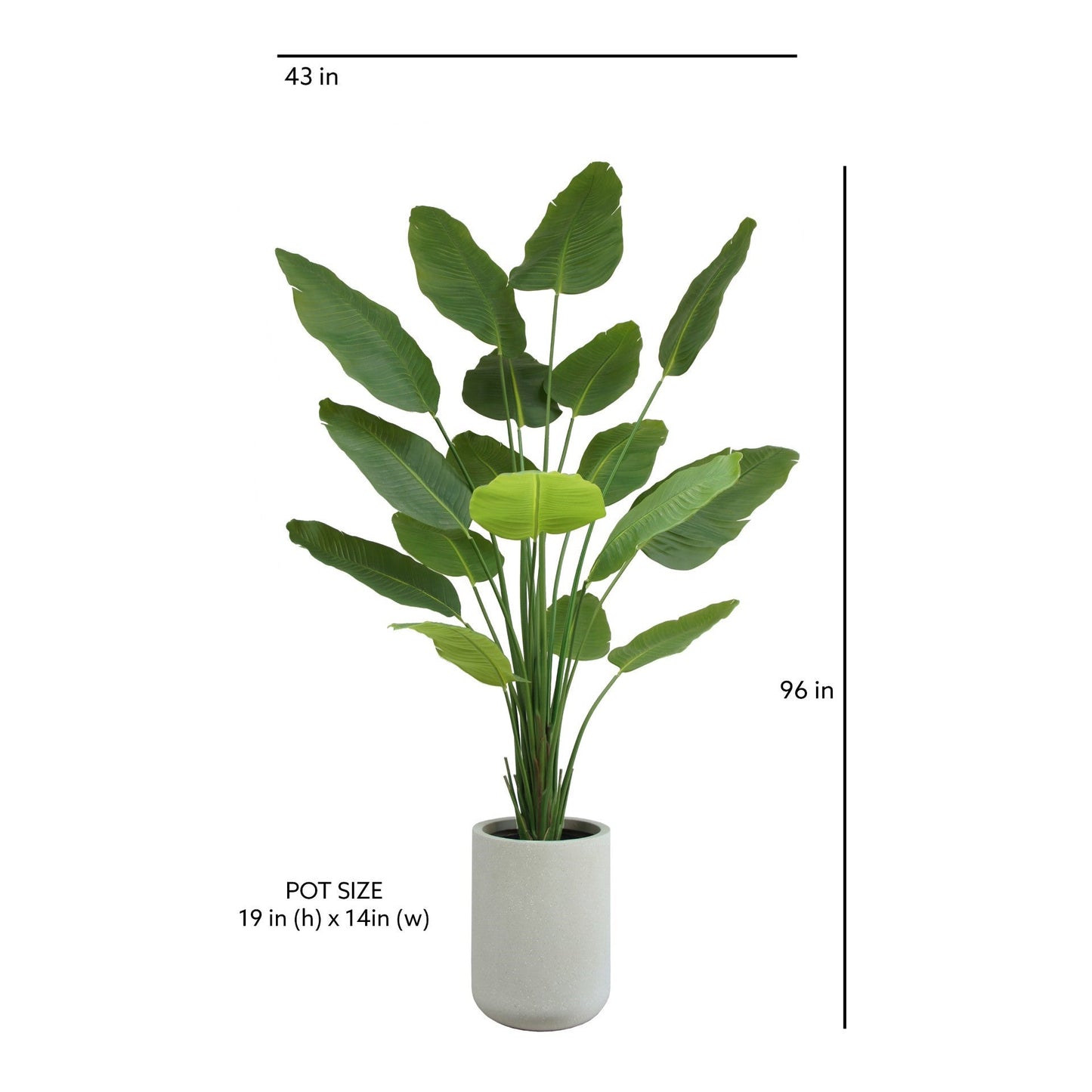 Bird of Paradise Tree in Modern Gray Planter